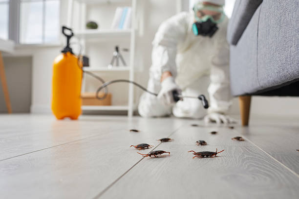Post-Treatment Bed Bug Interceptor Monitoring in Kingsville